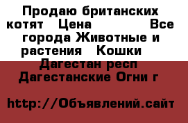 Продаю британских котят › Цена ­ 30 000 - Все города Животные и растения » Кошки   . Дагестан респ.,Дагестанские Огни г.